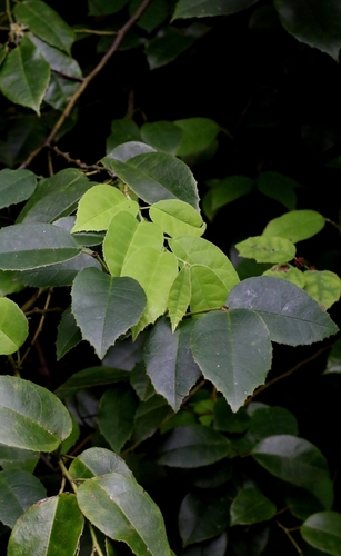 Loropetalum subcordatum, photograph 3