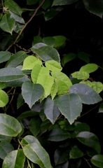Loropetalum subcordatum, photograph author not stated, no rights reserved