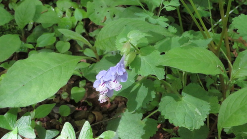 Meehania urticifolia, photograph 1