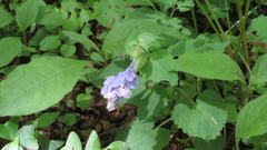 yajapin, CC BY, iNaturalist via GBIF Meehania urticifolia, photograph yajapin, CC BY, iNaturalist via GBIF