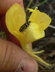Acmaeodera solitaria