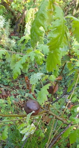 Andricus quercustozae