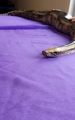 Python brongersmai