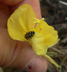 Acmaeodera solitaria