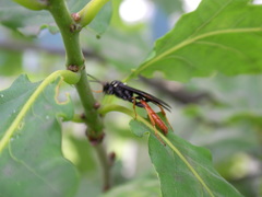 Amblyjoppa fuscipennis