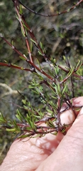 Coprosma intertexta