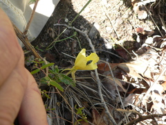 Acmaeodera solitaria