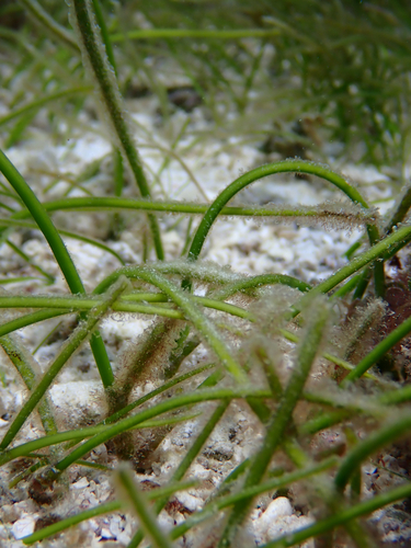 Syringodium isoetifolium observed 2026-05-02