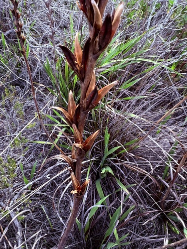 Watsonia fourcadei