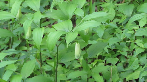 Disporum sessile, photograph 6