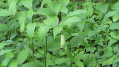 Disporum sessile, photograph (c) yajapin, some rights reserved (CC BY)