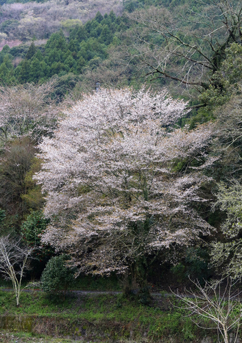 Cerasus jamasakura iNat (1)
