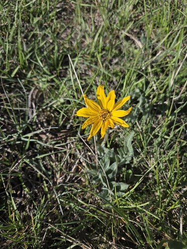 Balsamorhiza incana, 2026-05-02