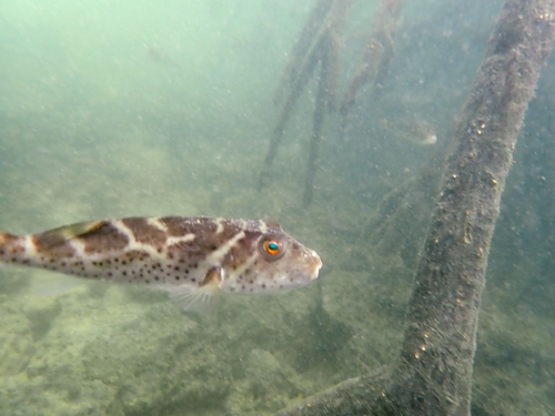 Sphoeroides annulatus