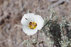 Calochortus bruneaunis