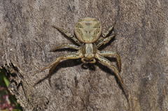 Xysticus lanio
