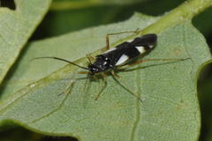 Dryophilocoris flavoquadrimaculatus