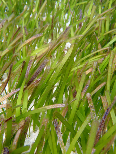 Cymodocea rotundata observed 2026-05-02