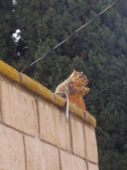 Sciurus niger