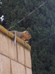 Sciurus niger