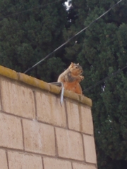Sciurus niger