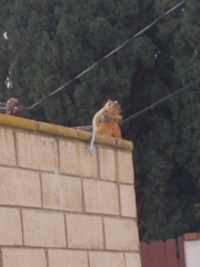 Sciurus niger