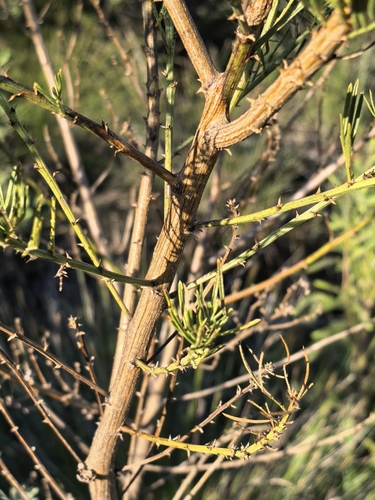 Psoralea affinis, photograph 1