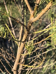 Psoralea affinis
