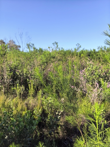 Psoralea affinis, photograph 2