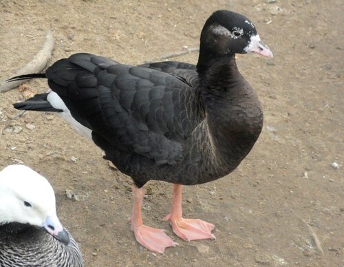 Lesser White-fronted Goose