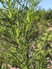 Psoralea affinis, photograph author not stated, no rights reserved