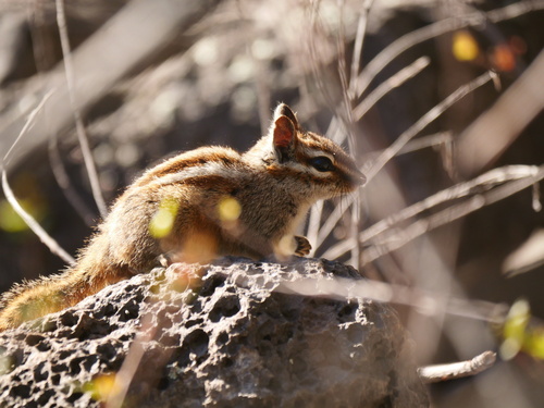 Gray-collared Chipmunk observed by bretthartl