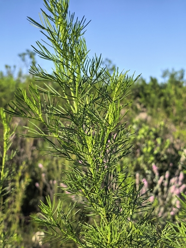 Psoralea affinis, photograph 4