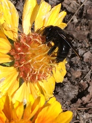 Xylocopa sonorina