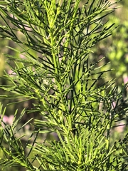 Psoralea affinis, photograph author not stated, no rights reserved