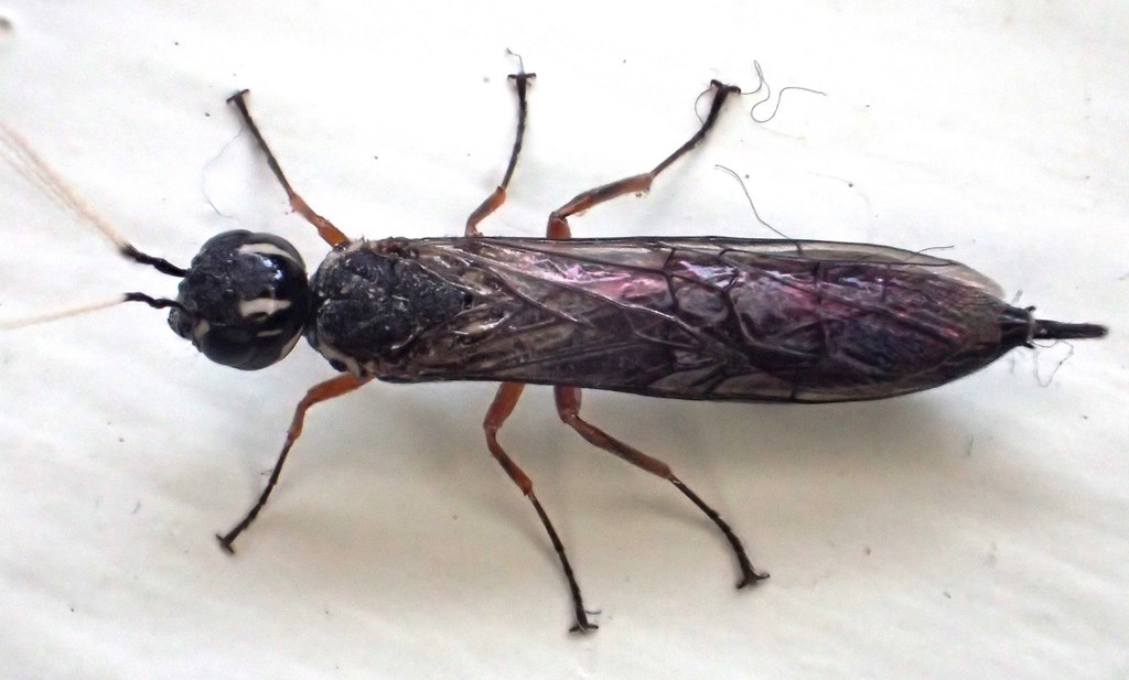 Xiphydria