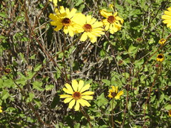 Encelia asperifolia