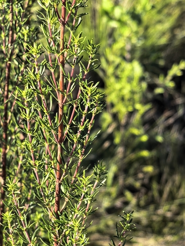 Anthospermum aethiopicum, photograph 3