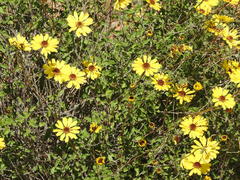 Encelia asperifolia