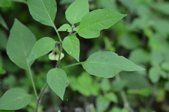 Physalis heterophylla