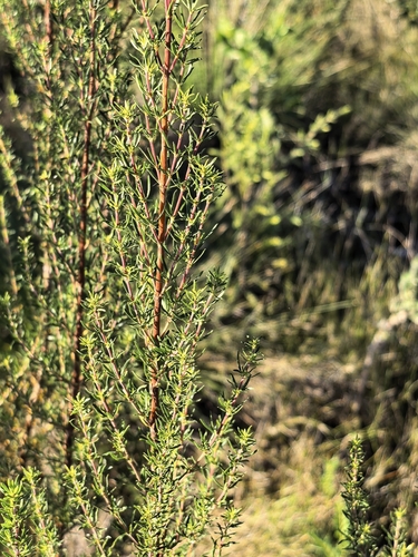 Anthospermum aethiopicum, photograph 4