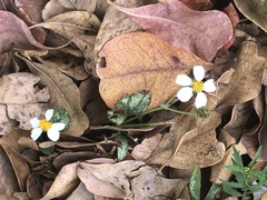 Bidens alba