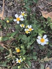 Bidens alba