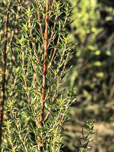 Anthospermum aethiopicum, photograph 5