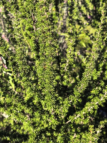 Cliffortia stricta, photograph 3