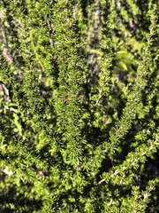 Cliffortia stricta, photograph author not stated, no rights reserved