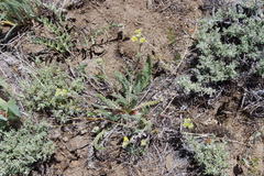 Ivesia aperta canina