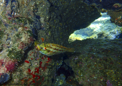 Five-spotted wrasse (Symphodus roissali) — Labridae