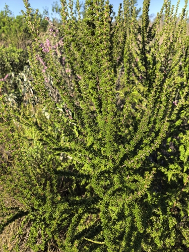 Cliffortia stricta, photograph 4