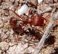Pogonomyrmex desertorum